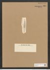 Nitzschia neogena Grun. (de-Toni-Nr.: Genus 47, Species 2104) Zeichnungen Sammlung Grunow Nr. 4204 (NHMW-BOT-W0372125)